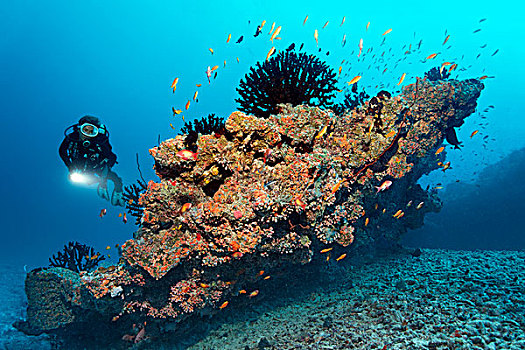 潜水,看,小,珊瑚礁,黑色,太阳,珊瑚,橙色,杯子,石头,印度洋,南马累环礁,马尔代夫,亚洲