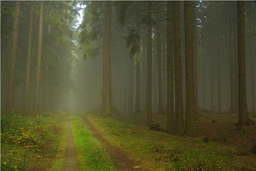 森林,树林,雾