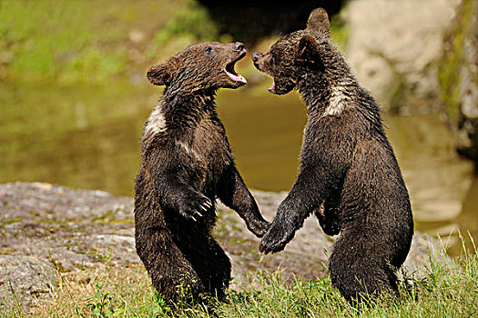棕熊,幼兽,打闹,动物,围挡,巴伐利亚森林国家公园,巴伐利亚,德国,欧洲