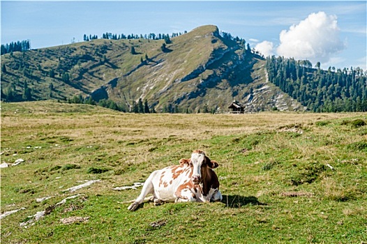 休息,母牛,阿尔卑斯山