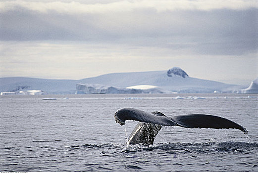 尾部,驼背鲸,南极