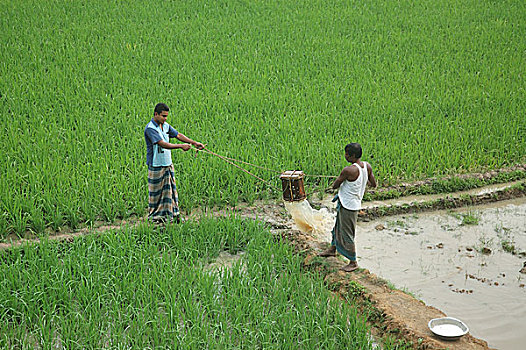 人工,灌溉,孟加拉,2008年