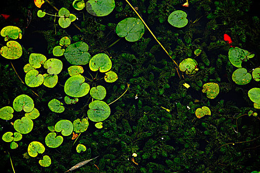 池塘水莲