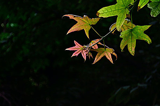 秋季红叶