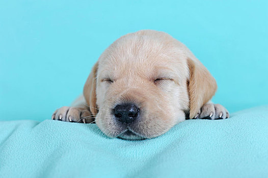 拉布拉多犬,黄色,小狗,3周,睡觉,青绿色,毯子,奥地利,欧洲
