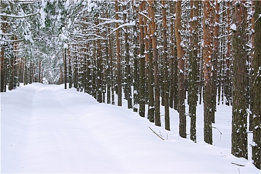 森林,冬天,树林