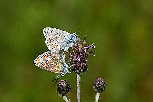 普通,蓝色,蓝灰蝶,蝴蝶,上艾瑟尔省,荷兰
