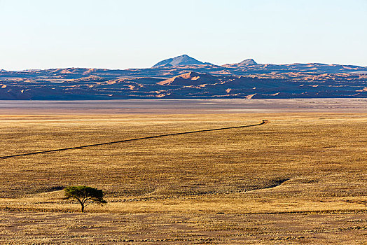 伞,刺,刺槐,沙丘,纳米布沙漠,背影,纳米比诺克陆夫国家公园,纳米比亚,非洲