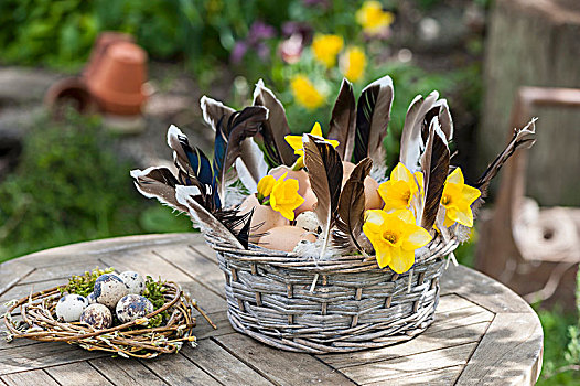 篮子,蛋,羽毛,黄色,水仙,靠近,复活节草巢,鹌鹑蛋,花园桌
