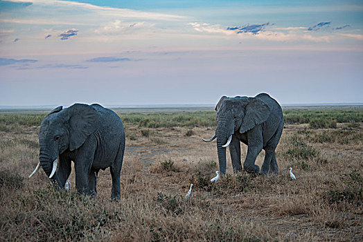 非洲大象108