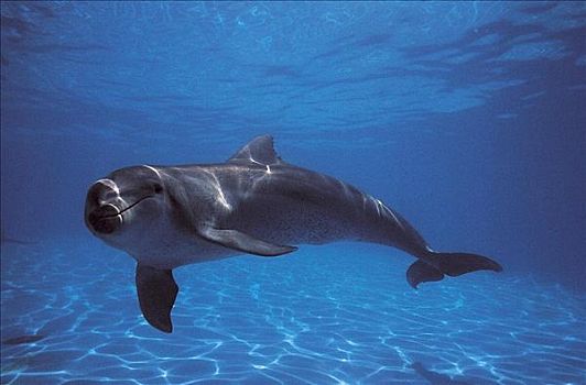 宽吻海豚,哺乳动物,海洋动物,澳大利亚,水下,动物