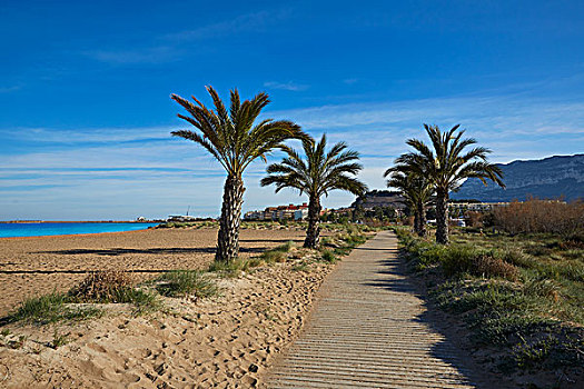 丹尼亚,码头,海滩,棕榈树,地中海,阿利坎特,西班牙
