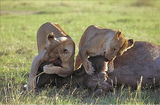 雌狮,狮子,杀戮,水牛,捕食,猫科动物,哺乳动物,马赛马拉,肯尼亚,非洲,动物
