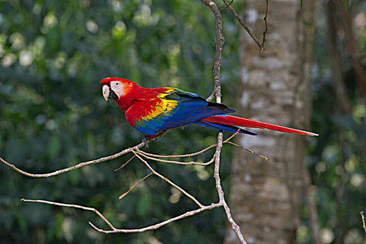 绯红金刚鹦鹉,亚马逊雨林,秘鲁,南美