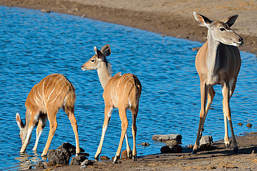 大捻角羚,成年,女性,两个,幼兽,水坑,埃托沙国家公园,纳米比亚,非洲