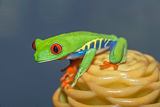 红眼树蛙,黄花,哥斯达黎加,中美洲