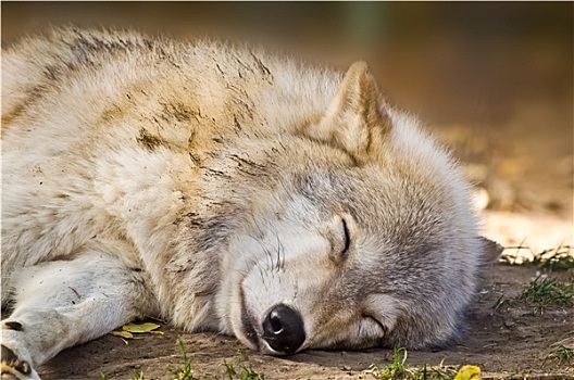 灰狼,睡觉