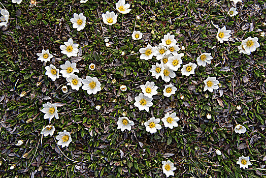 白色,花,上陶恩山国家公园,卡林西亚,奥地利,欧洲