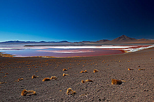 泻湖,安第斯,动物,国家级保护区,玻利维亚