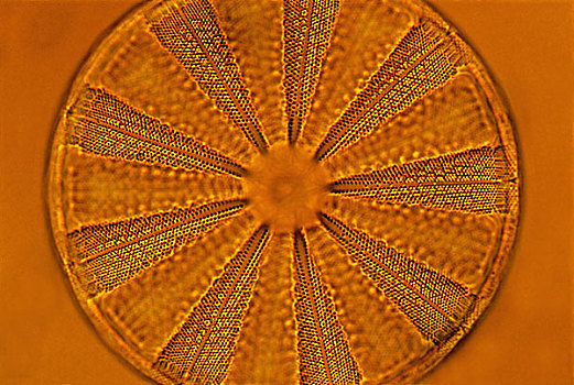 硅藻属,蜡叶标本,哈佛大学