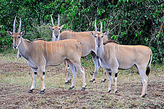 普通,大羚羊,羚羊,马赛马拉国家保护区,肯尼亚,东非,非洲