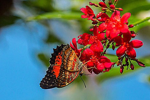 红色,蝴蝶,自然,温室,西礁岛,佛罗里达,美国