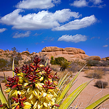 短叶丝兰,花,约书亚树国家公园,加利福尼亚