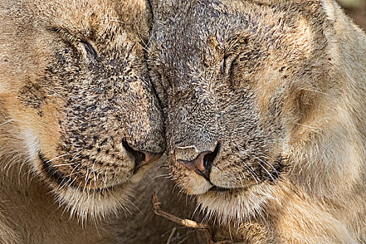 狮子,头像,展示,情感,南卢安瓜国家公园,赞比亚,非洲