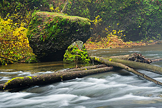 秋天,北方,银,溪流,银色瀑布州立公园,俄勒冈,美国