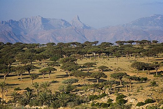 树,高原,索科特拉岛,也门