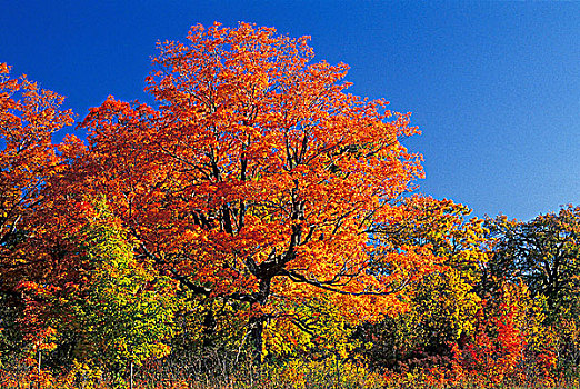 枫树,加蒂诺公园,魁北克,加拿大