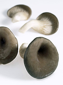 蚝蘑,食用菌,白色背景