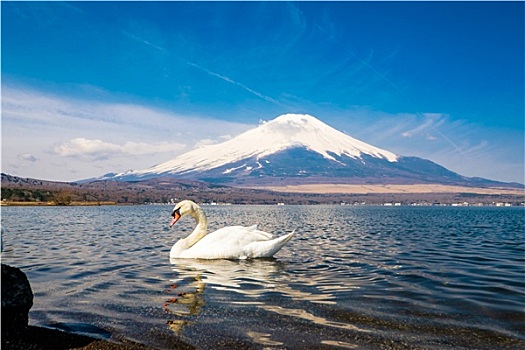 天鹅,富士山