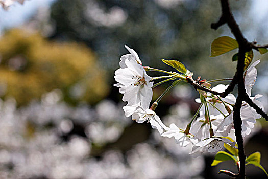 樱花梨花