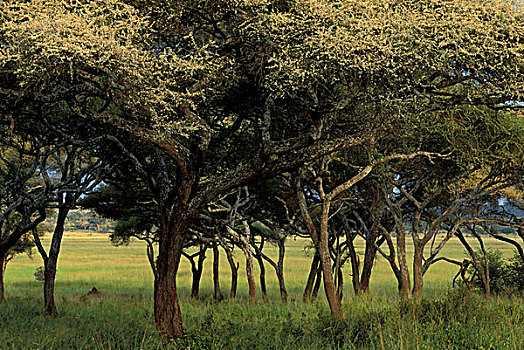 非洲,坦桑尼亚,塔兰吉雷国家公园,刺槐,开花