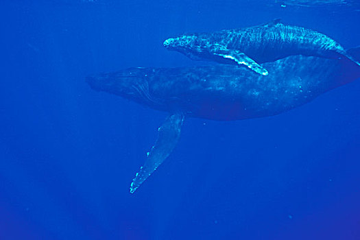 驼背鲸,幼兽,大翅鲸属,鲸鱼