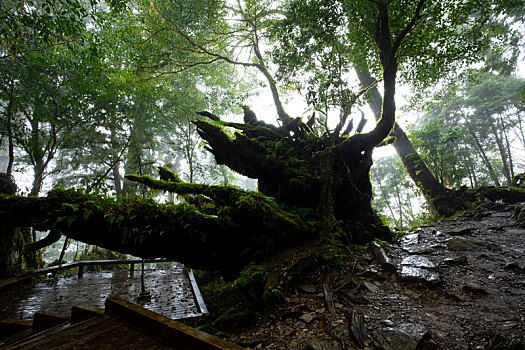 台湾宜兰县栖兰马告神木,是著名的旅游胜地