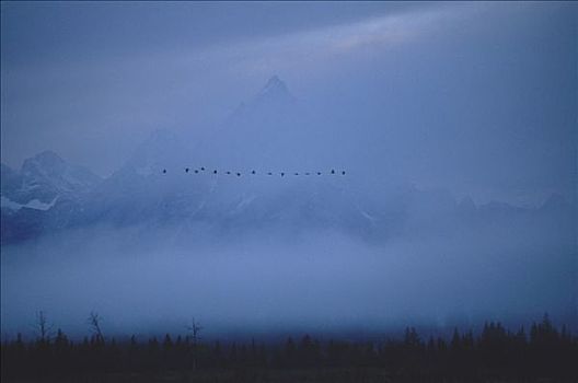 黑额黑雁,加拿大雁,群,飞,薄雾,大台顿国家公园,怀俄明