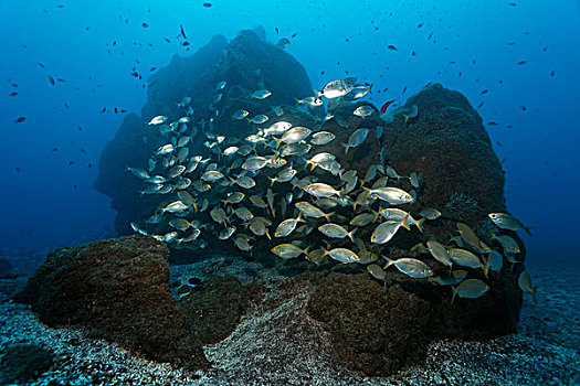 鱼群,游动,正面,岩石,礁石,马德拉岛,葡萄牙,欧洲,大西洋