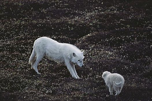 北极狼,狼,幼仔,顺从,动作,父亲,艾利斯摩尔岛,加拿大
