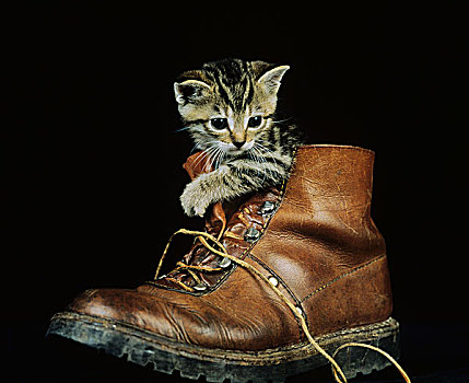 家猫,小猫,玩,鞋
