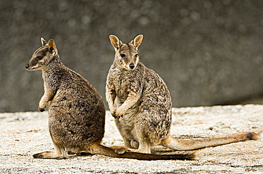 石头,小袋鼠,两个,成年人,昆士兰,澳大利亚