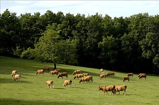 法国,利莫辛,风景,母牛