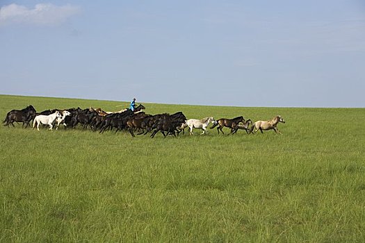 骑手,圈拢,马,地点,蒙古,中国