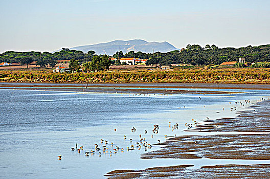 鸟,湿地,佐渡市,河,葡萄牙