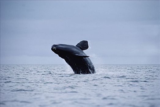 南露脊鲸,鲸跃,瓦尔德斯半岛,阿根廷