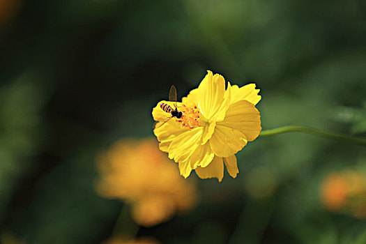 黄波斯菊,硫华菊