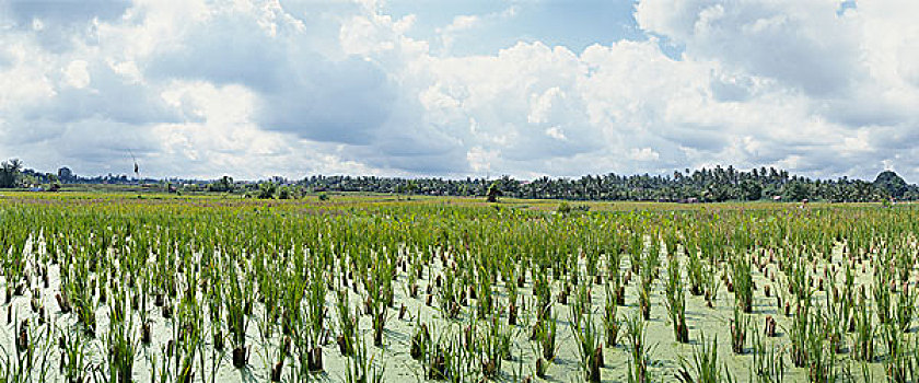 印度尼西亚,稻田,全景