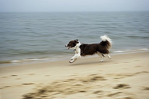 博德牧羊犬,跑,沙滩,德国,侧面