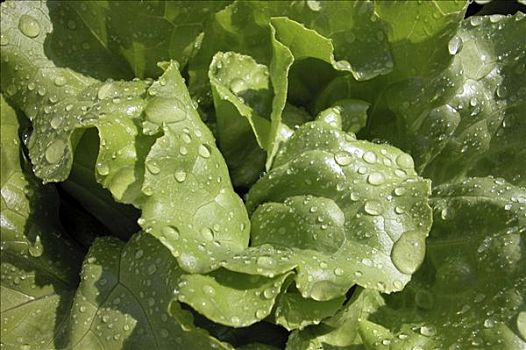 奶油生菜,雨